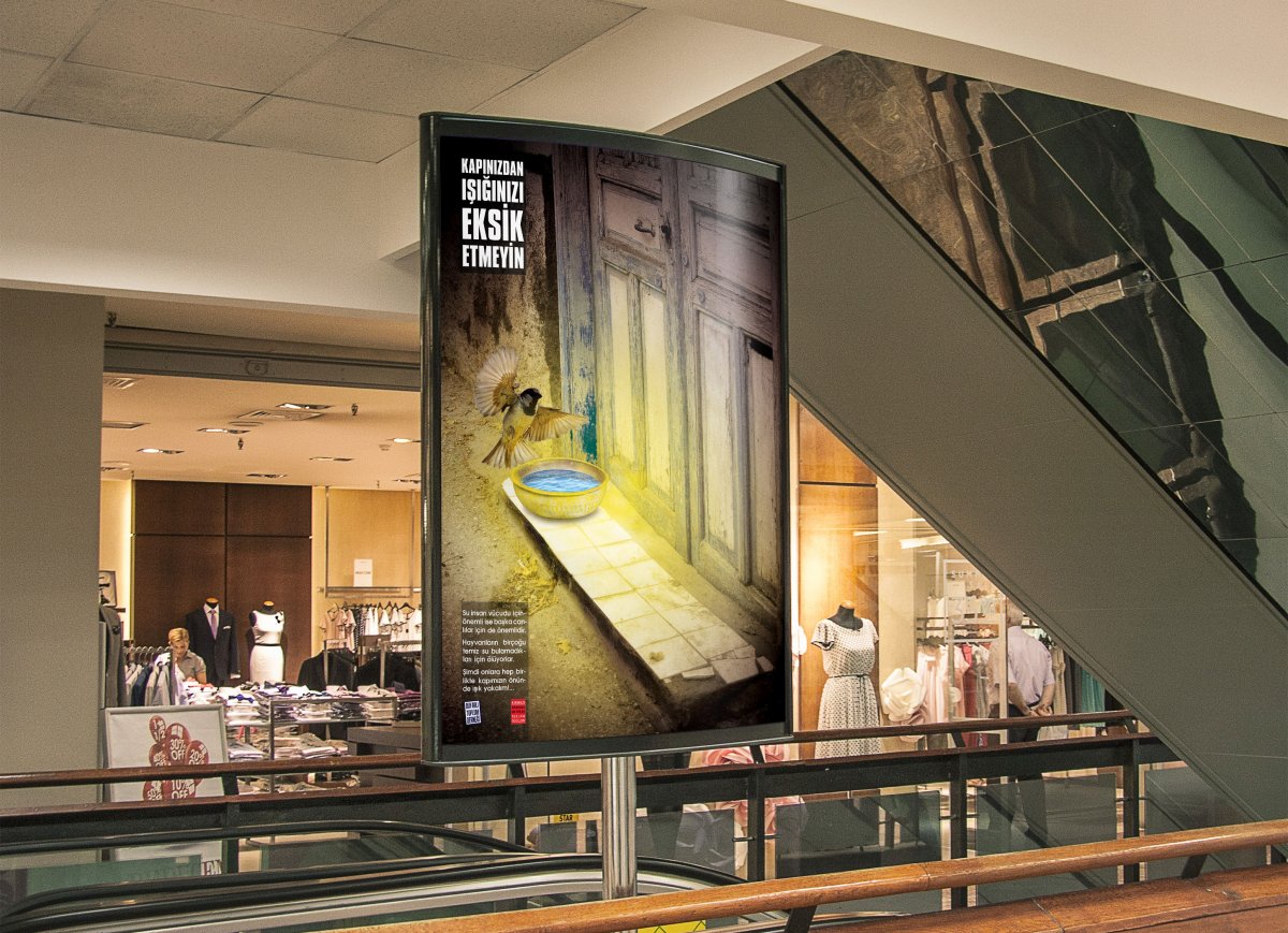 Genç Kırmızı sokak hayvanları | Vedat ŞEKER